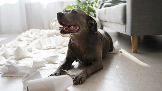 "Scopri il Potere Segreto dell'Autocondizionamento nel Tuo Cane: Come Trasformare Comportamenti Indesiderati in Abitudini Perfette!"