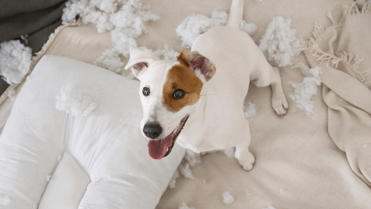 Ansia da separazione nel cane: il proprietario può fare la differenza?