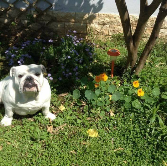 Il cane giusto per te: guida pratica tra amore, responsabilità e felicità