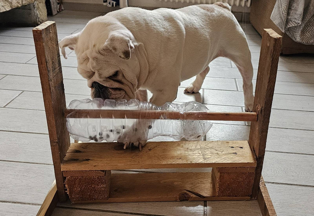 Giochi per il cane quando piove: idee pratiche per divertirsi in casa