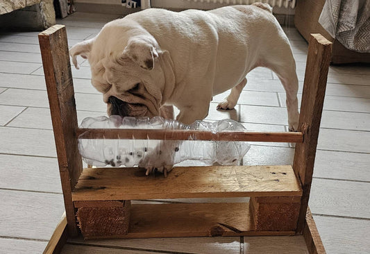 Giochi per il cane quando piove: idee pratiche per divertirsi in casa