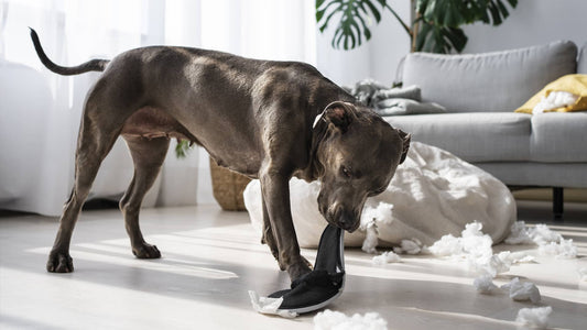 Ansia da separazione: il prezzo della domesticazione del cane.