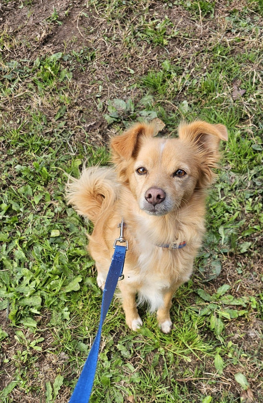 Traversine per cani: una soluzione comoda per il proprietario, ma problematica per il cane
