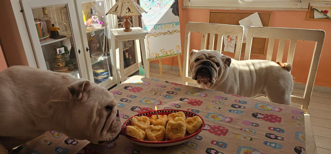 “Torta di compleanno per cani con patate e carote (ricetta semplice e naturale)”