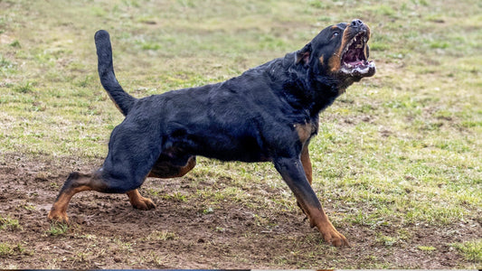 Reattività vs Aggressività: Come Comprendere il Linguaggio del Cane e Aiutarlo