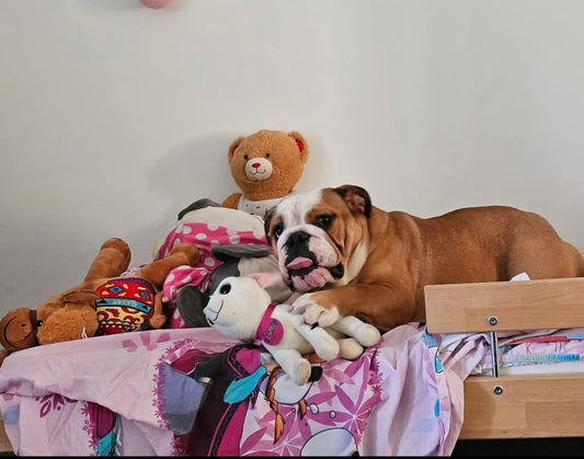 Scopri come prepararti all’arrivo di un cane in casa: consigli pratici per cuccioli e adulti, sicurezza, bambini e vita di famiglia serena.