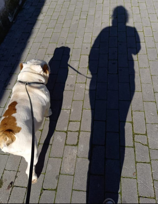 Come Abituare il Cane a Fare la Pipì Fuori (in 7 Giorni o Meno!)