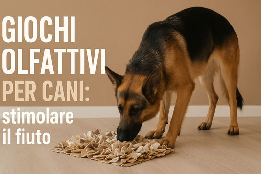 Giochi olfattivi per cani: stimolare il fiuto, divertirsi e rafforzare il legame