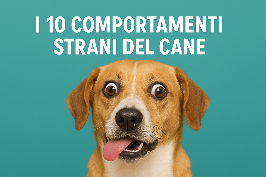 “10 comportamenti strani dei cani (e cosa ci rivelano davvero)”