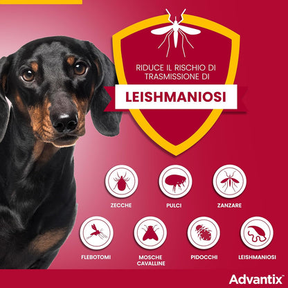 Advantix Spot-on pesticide for dogs from 40 kg to 60 kg, 6 pipettes of 6 ml. 